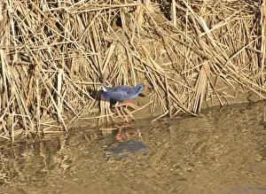 Oyster Prints: Purple Swamphen with oyster La Janda Spain October