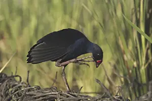 Sewage Prints: Purple Swamphen Preening Mt Isa sewage ponds