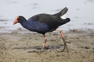 Images Dated 6th May 2008: Purple Swamphen / Pukeko
