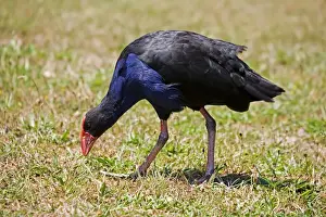 New Zealand Prints: Purple Swamphen / Pukeko / Purple Gallinule