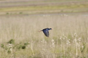 Images Dated 26th April 2005: Purple Swamphen - Spain April