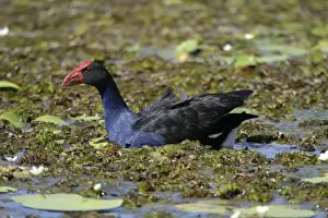 Swamphens Prints: Purple Swamphen Swimming through floating lake vegetation Lake Moondarra