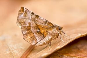 Images Dated 29th July 2011: Purple Thorn Moth at rest