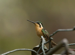Purple-throated Mountain Gem - female