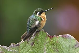 Purple-throated Mountain-gem Hummingbird - female