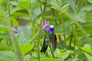 Images Dated 19th July 2012: Purple-throated Mountain-gem or Purple-throated