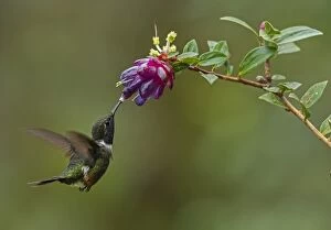 Purple-throated Woodstar, hummingbird, Las Tangaras