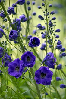 Images Dated 22nd December 2005: 'Purple Velvet' - A creative effect - back-lit delphinium in soft early morning light
