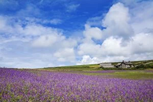 Images Dated 24th June 2007: Purple Viper's Bugloss - Boscregan Farm - Cornwall - UK