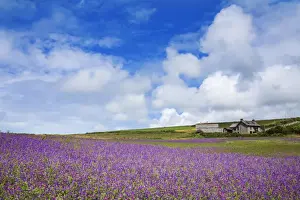Botany Prints: Purple Viper's Bugloss - Boscregan Farm - Cornwall - UK