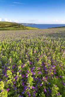 Flowers Collection: Purple Viper's Bugloss / Paterson's Curse - Boscregan - looking towards Sennen - Cornwall, UK