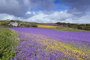 West Country Prints: Purple Viper's Bugloss / Paterson's Curse - Boscregan, Cornwall, UK
