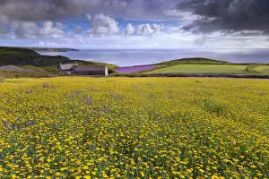 Purple Viper's Bugloss / Paterson's Curse - with Corn Marigolds (Chrysanthemum segetum) - Boscregan, Cornwall, UK