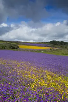 Kernow Prints: Purple Viper's Bugloss / Paterson's Curse - with Corn Marigolds (Chrysanthemum segetum) - Boscregan