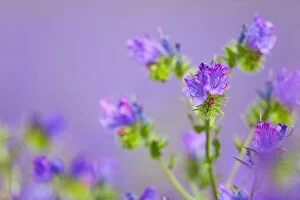 Purple Vipers Bugloss - Summer