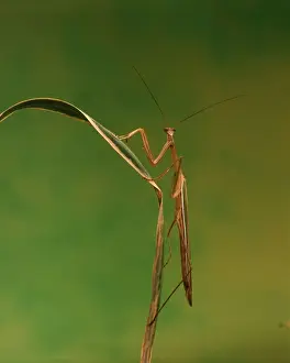 Mantid Prints: Purple-winged Mantid - Australia JPF02937