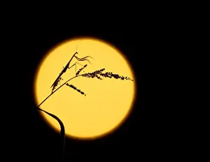 Mantid Prints: Purple-winged Mantid - Silhouetted against the moon, New South Wales, Australia JPF02943