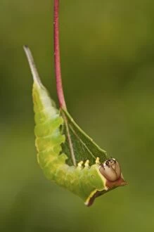 Puss Moth Caterpillar on its nurse plant