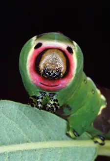 Moth Collection: Puss Moth Larvae