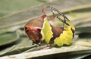 Defence Prints: Puss Moth USH 345 Caterpillar in defence stance Cerura vinula © Duncan Usher / ardea