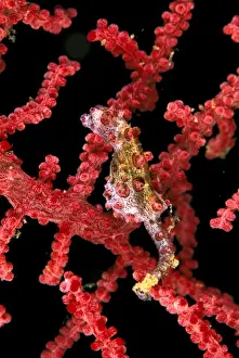 Seahorses Prints: Pygmy (Bargibant's) Seahorse - Max: 2cms