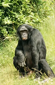 Pygmy / Bonobo Chimpanzee