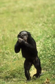 Images Dated 5th July 2004: Pygmy / Bonobo Chimpanzee