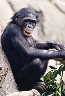 Images Dated 2nd March 2006: Pygmy / Bonobo Chimpanzee - endangered Rainforests of the Congo Basin