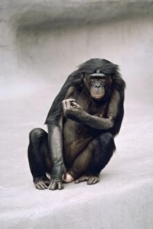 Images Dated 2nd March 2006: Pygmy / Bonobo Chimpanzee - endangered