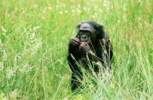 Chimps Prints: Pygmy / Bonobo Chimpanzee - within grass, eating