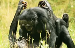 Chimps Gallery: Pygmy / Bonobo CHIMPANZEE - mating