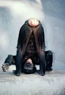 Quirky Prints: Pygmy / Bonobo Chimpanzee - mooning keeper for attention