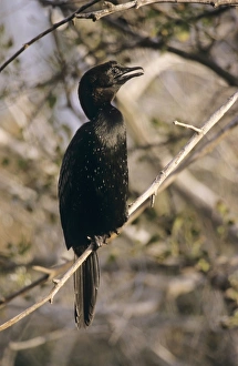 Images Dated 21st June 2005: Pygmy Comorant - perched on tree Israel