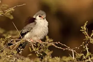 Pygmy falcon - female near nest in early morning sun - Etosha National Park - Namibia