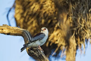 Bird Of Prey Gallery: Pygmy Falcon - female - in the vicinity of a communal