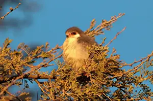 Falcon Prints: Pygmy falcon - male in early morning sun - Etosha National park - Namibia