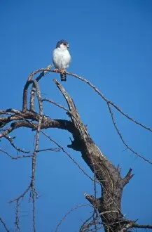Images Dated 25th September 2004: Pygmy Falcon. Tiny seven inch falcon perched on a favoured vantage point. Buffalo Springs, Kenya