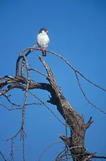 Pygmy Falcon. Tiny seven inch falcon perched on a favoured vantage point. Buffalo Springs, Kenya. Africa