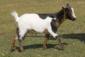 Pygmy Goat