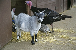 Pygmy Goat in farm yard