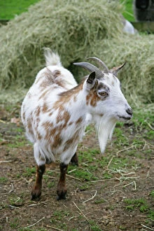 Pygmy Goat in farm yard