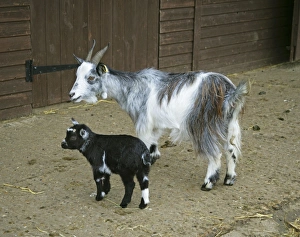 Pygmy Goat in farm yard