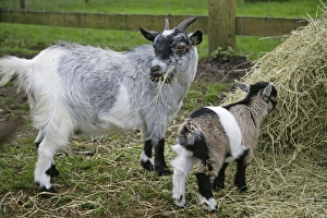 Pygmy Goat in farm yard