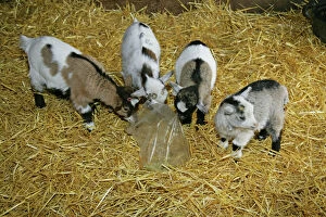 Buildings Collection: Pygmy Goat kids investigating a polythene bag