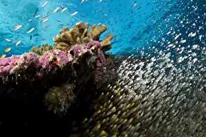Schools Prints: Pygmy / Golden Sweeper Fish - Cocoa Corner - South Male - Maldives