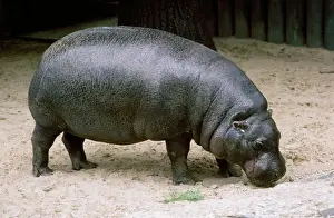 Hippos Prints: Pygmy Hippopotamus