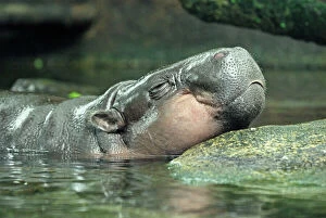 Pygmy Hippopotamus - in water (Choeropsis liberiensis)