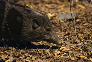Hogs Prints: Pygmy Hog - Assam, India JPF16611