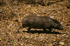 Pygmy Hog - Assam, India JPF16612