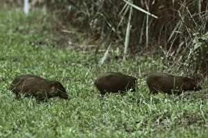 Images Dated 11th March 2010: Pygmy Hog - crossing grass clearing